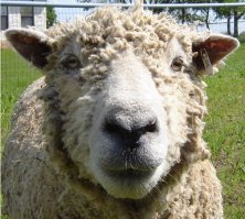 Пристрастный пост