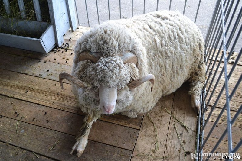 Пристрастный пост