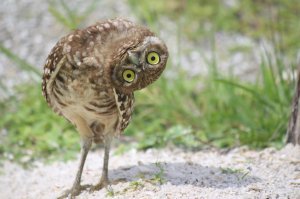 В Индии самым страшным животным для всех автомобилистов является обезьяна, и вот почему