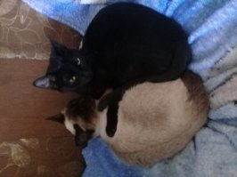 Родные сестрички, Шмоня и Лика. Друг без друга никуда.