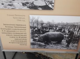 Деликатес из слона