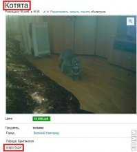 Объявления на Авито, Которые Взорвали Интернет