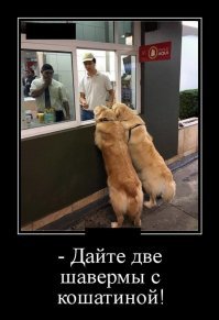 Образ собаки в демотиваторах