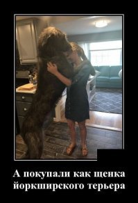 Образ собаки в демотиваторах