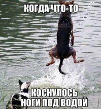 Образ собаки в демотиваторах