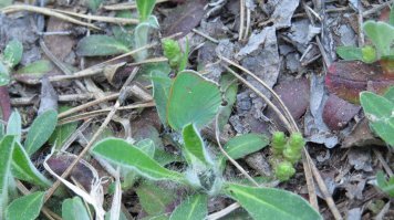 Бабочка Голубянка Малиновая. "Малиновая" не от цвета, а от любимого растения.