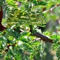 Самые скрытные животные на планете