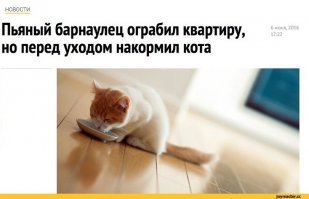 пусть заодно кота покормит
