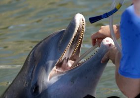 У дельфина очень хитро устроены челюсти. Зубы мелкие, конической формы, острые, но нужны они не для укусов. Дельфин кусаться вообще не умеет ("Песнопевца" Роджера Желязны все читали?) он способен лишь удерживать зубами добычу. Но главное, при смыкании челюстей зубы смыкаются в ножницеобразном прикусе образуя очень прочную структуру, способную выдерживать огромные нагрузки в продольном направлении. Взрослая афалина, весом в полтонны может разогнаться до 35 км.ч и впечатать свой клюв в акулу безо всякого вреда для себя. А вот что станет с бедной рыбой после такого удара, вообразить себе не трудно. У неё тупо могут оторваться внутренние органы. Тут и стаи даже не надо, слышал, что пара дельфинов забивает крупную акулу просто на раз-два.