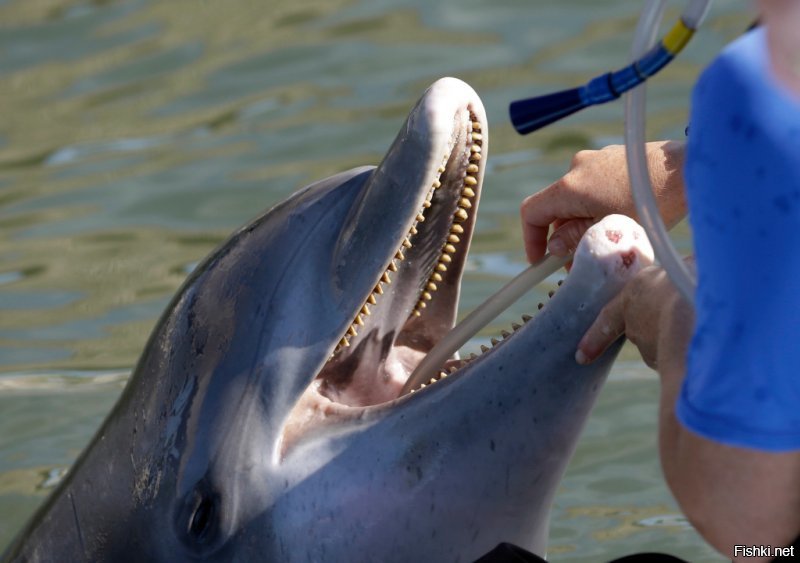 У дельфина очень хитро устроены челюсти. Зубы мелкие, конической формы, острые, но нужны они не для укусов. Дельфин кусаться вообще не умеет ("Песнопевца" Роджера Желязны все читали?) он способен лишь удерживать зубами добычу. Но главное, при смыкании челюстей зубы смыкаются в ножницеобразном прикусе образуя очень прочную структуру, способную выдерживать огромные нагрузки в продольном направлении. Взрослая афалина, весом в полтонны может разогнаться до 35 км.ч и впечатать свой клюв в акулу безо всякого вреда для себя. А вот что станет с бедной рыбой после такого удара, вообразить себе не трудно. У неё тупо могут оторваться внутренние органы. Тут и стаи даже не надо, слышал, что пара дельфинов забивает крупную акулу просто на раз-два.