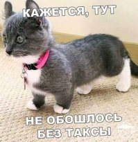 Это порода "дагестанский заниженый рекс"