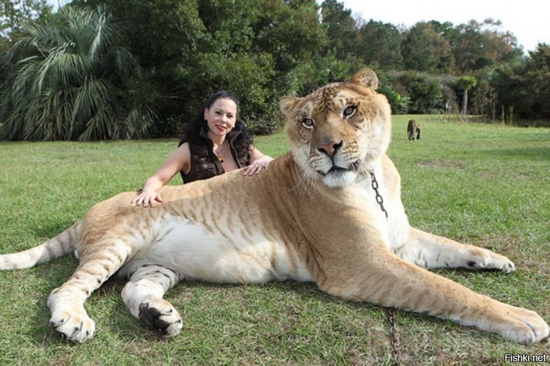 Гибрид между львом-самцом и тигрицей-самкой.