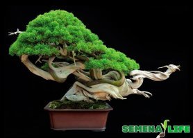 Нет. Никакого "грибка" не используется. Основной принцип - помещение растения в некомфортные условия - малый объём горшка, регулярная обрезка корневой системы и побегов, искривление веток при помощи проволоки и т.п.  Иногда применяется умерщвление части ствола кислотой или известью. Что бы получилось так, как будто дерево растёт из голой коряги без коры..