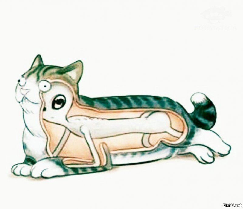 Подмосковные «котята-оборотни» покоряют интернет