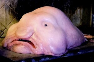 Напомнило... ))