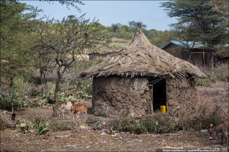 Ждём от их умелых рук современную версию дома из палок и навоза как в Эфиопии.