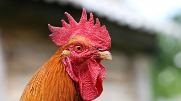 скорее вот так они выглядят