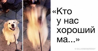 Вот она, собачья любовь и преданность!