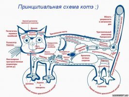 20 фактов о кошках, которые вы могли не знать