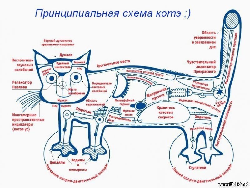 20 фактов о кошках, которые вы могли не знать