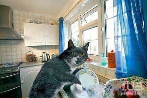 Прикольные и смешные картинки