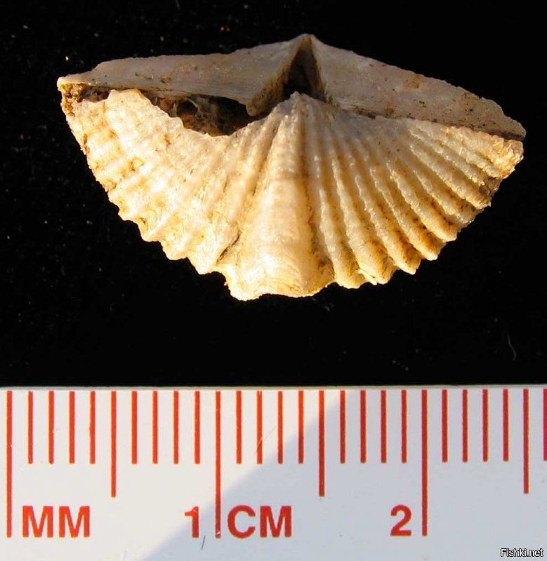 Что это за штука: необычные загадки для сетевых экспертов