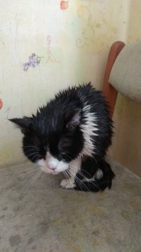 Напакостил, был сослан на балкон, собрал всю пыль, пришлось помыть. Души друг в друге не чаем)))
