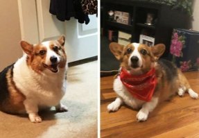 Лишить собачку еды, подарив ей слюнявчик - это "круто"