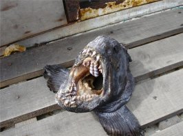 Как такую едят-то. Смотреть-то ссыкотно.