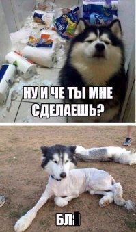 Собаки, которым невыносимо стыдно за свое поведение