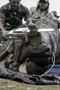 Ха!)
Браконьерам теперь не нужно по жаркой саванне гонять, бензин жечь, и свободой рисковать - плати рейнджерам копеечку малую, и они натаскают тебе этих рогов вполне легально))