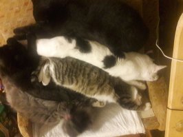 мои звездюки