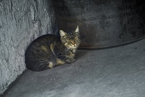 Милые коты!