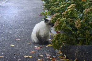 Милые коты!