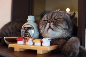 Японский кот.