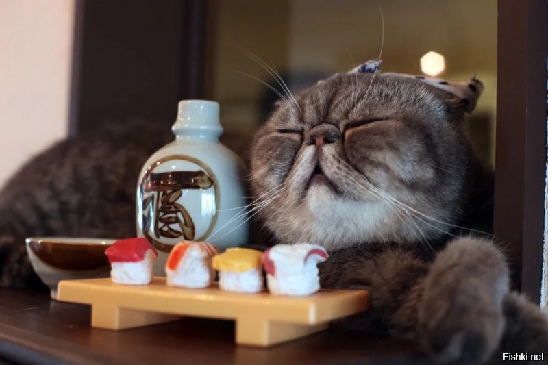 Японский кот.