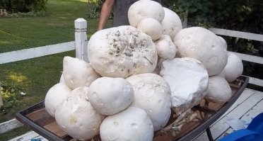 Нашёл я как-то с другом в лесу целую плантацию молодых, но довольно больших дождевиков, примерно с голову пионера. Друг сказал, что не только съедобные, но и вкусные, рассказал как готовить. Нет, не понравились, жена тоже не оценила.