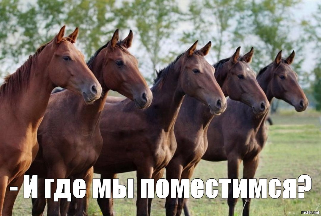 Несколько лошадок. Много лошадей. Табун лошадей. Несколько лошадей. Пять лошадей.