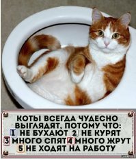 21 доказательство: кошки - высшие существа на планете