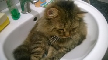 21 доказательство: кошки - высшие существа на планете