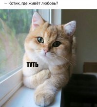 21 доказательство: кошки - высшие существа на планете