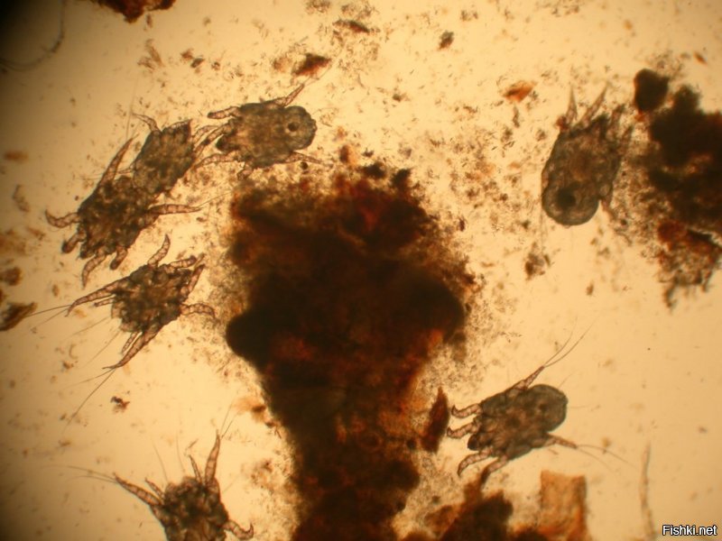 Да, при лечении ушного клеща используются капли в холку от паразитов, действие их заключается в том что паразиты не могут нормально кушать и умирают, однако лечение ушного клеща не такое простое - просто капать (точнее нужно 2 раза, в первый и во второй месяц лечения) недостаточно, необходимо в первый месяц механически ватной палочкой вынимать этих клещей с их яйцами КАЖДЫЙ ДЕНЬ (а их там прорва кишит, даже без микроскопа видно!), во второй месяц раз в 2 дня. Домашним или одомашненным кошкам такие процедуры делать можно, но и то они начинают вас ненавидеть, поскольку это больно, у них уши внутри воспалены и любое механическое вмешательство причиняет им боль, уличным котам вы вряд ли осмелитесь производить подобные процедуры, а без механических процедур лечение просто каплями бесполезно от слова совсем.