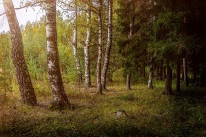 Короче, я вам тут нафоткал за 5 минут на телефон. Правда дождь и темно, что такое горизонт я не знаю и в фокус не могу попасть. Но оцените красоту этих видов 
А я шедевры и не снимаю.