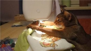 Я и на машинке вышивать умею.