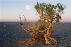 Саксаул . Казахи поймут