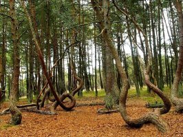 Забыт "пьяный лес" под Калиниградом...