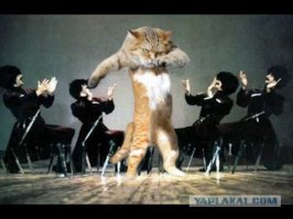 Вот хабибкин коцик!