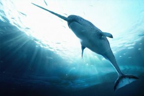 мужик, верни кукурузу, что с моего поля украл