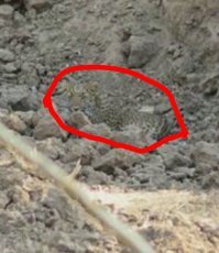 Зоркий фотограф смогла обнаружить хорошо затаившегося леопарда, но удастся ли это сделать вам?