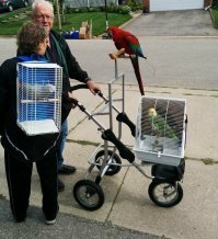 А эти просто шарманки дома забыли...